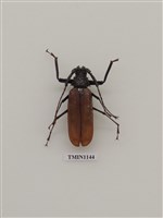 藏品(蓬萊巨顎天牛)的圖片